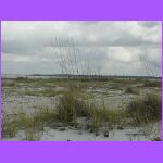 Sand And Sawgrass.jpg
